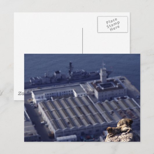 Affengeschäft in Gibraltar Postkarte (Vorne/Hinten)