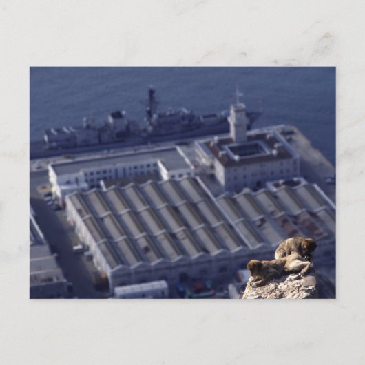 Affengeschäft in Gibraltar Postkarte (Vorderseite)