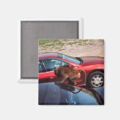 Affengeschäft Magnet (Vorderseite/Rückseite)