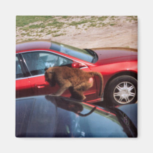 Affengeschäft Magnet