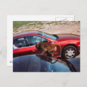 Affengeschäft Postkarte (Vorne/Hinten)