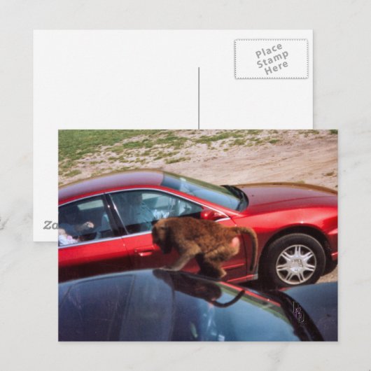 Affengeschäft Postkarte (Vorne/Hinten)