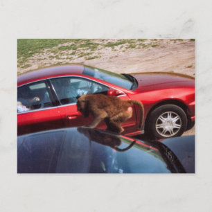 Affengeschäft Postkarte