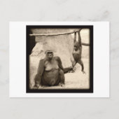 Affengeschäft Postkarte (Vorderseite)