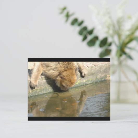 Affengeschäft Postkarte (Stehend Vorderseite)