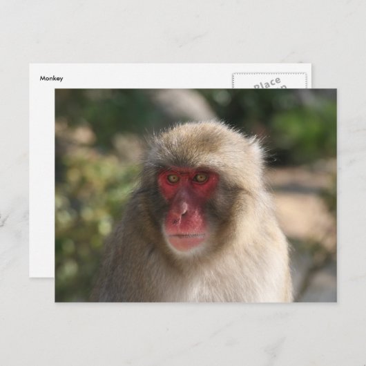 Affengesicht Postkarte (Vorne/Hinten)