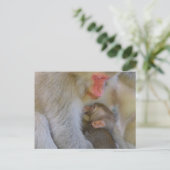 Affenmütterverbindung Postkarte (Stehend Vorderseite)