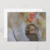 Affenmütterverbindung Postkarte (Vorne/Hinten)