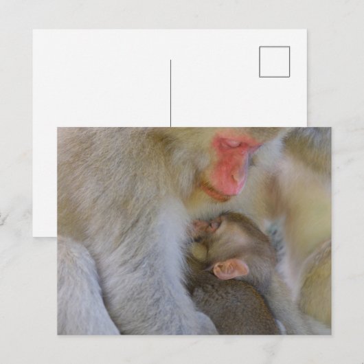 Affenmütterverbindung Postkarte (Vorne/Hinten)