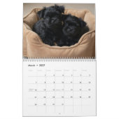 Affenpinscher 2027 Wandkalender (Mär 2027)