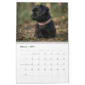 Affenpinscher 2027 Wandkalender (Feb 2027)