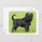 Affenpinscher 9R095D-089 Postkarte (Vorne/Hinten)