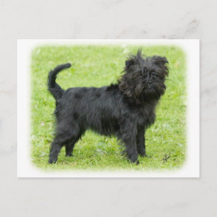 Affenpinscher 9R095D-089 Postkarte
