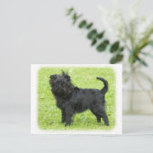 Affenpinscher 9R095D-090 Postkarte (Stehend Vorderseite)