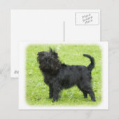 Affenpinscher 9R095D-090 Postkarte (Vorne/Hinten)