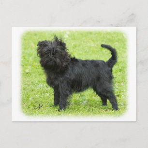 Affenpinscher 9R095D-090 Postkarte