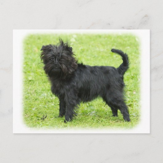 Affenpinscher 9R095D-090 Postkarte (Vorderseite)