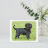 Affenpinscher 9R095D-092 Postkarte (Stehend Vorderseite)