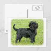 Affenpinscher 9R095D-092 Postkarte (Vorne/Hinten)