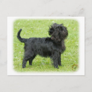 Affenpinscher 9R095D-092 Postkarte