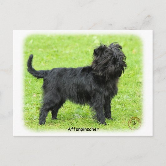 Affenpinscher 9R095D-093 Postkarte (Vorderseite)