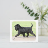 Affenpinscher 9Y516D-063 Postkarte (Stehend Vorderseite)