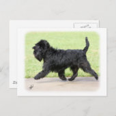 Affenpinscher 9Y516D-063 Postkarte (Vorne/Hinten)