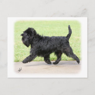 Affenpinscher 9Y516D-063 Postkarte