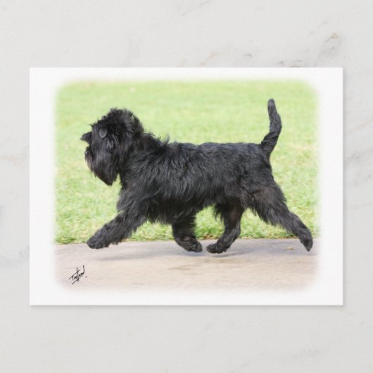 Affenpinscher 9Y516D-063 Postkarte (Vorderseite)