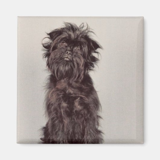 Affenpinscher Magnet (Vorne)