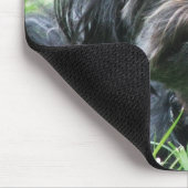 Affenpinscher Mousepad (Ecke)