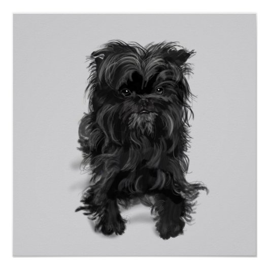 Affenpinscher Poster (Vorderseite)