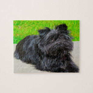 Affenpinscher Purebred Hund. Puzzle