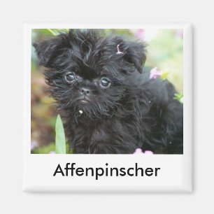 Affenpinscher-Welpen-Magnet Magnet
