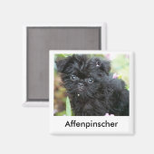 Affenpinscher Welppy Magnet (Vorderseite/Rückseite)