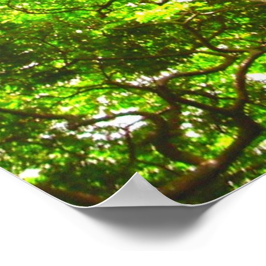 Affenpod Tree Poster (Ecke)