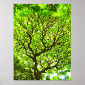 Affenpod Tree Poster (Vorne)