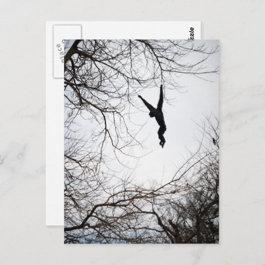 Affenschwingen Postkarte (Vorne/Hinten)