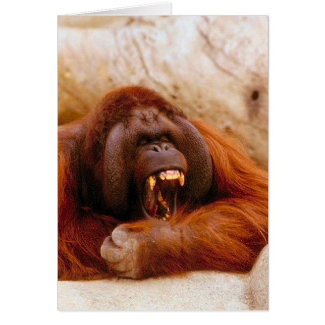 Affeschreien (Vorne)