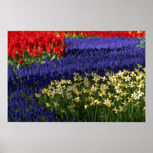 Affodien, Hyazinthen und Tulpen Poster (Vorne)