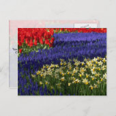 Affodien, Hyazinthen und Tulpen Postkarte (Vorne/Hinten)