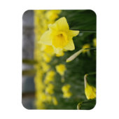 Affodien (RF) Magnet (Vertikal)