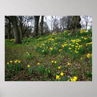 Affodien. Sophia Gardens, Cardiff, Wales. UK Poster