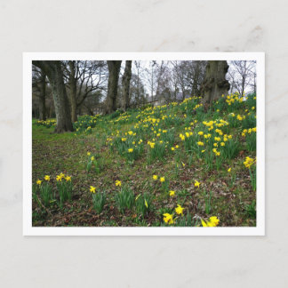 Affodien. Sophia Gardens, Cardiff, Wales. UK Postkarte