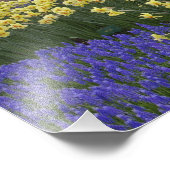 Affodien, Traubenhyakinth und Tulpengarten, Fotodruck (Ecke)