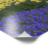 Affodien, Traubenhyakinth und Tulpengarten, Fotodruck (Ecke)