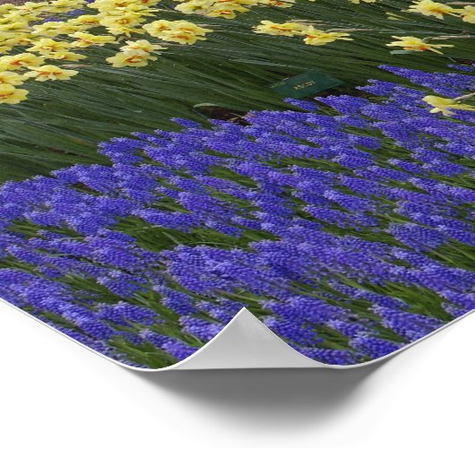 Affodien, Traubenhyakinth und Tulpengarten, Poster (Ecke)