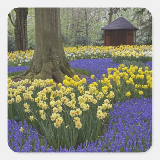 Affodien, Traubenhyakinth und Tulpengarten, Quadratischer Aufkleber (Vorderseite)