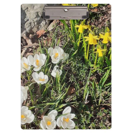 Affodien und Crocus Klemmbrett (Vorderseite)