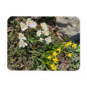Affodien und Crocus Magnet (Horizontal)